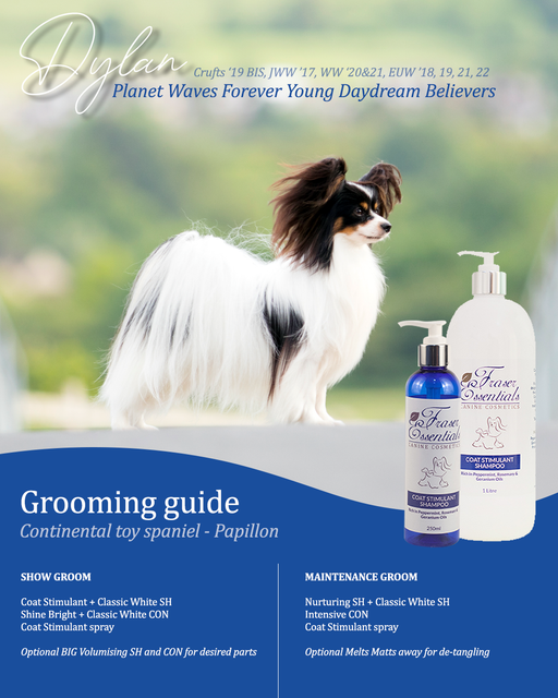 Breed Grooming Guide - Continental Toy Spaniel - Papillon